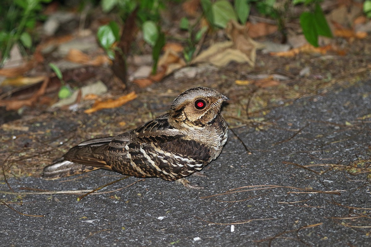 Large-tailed Nightjar - ML89930221