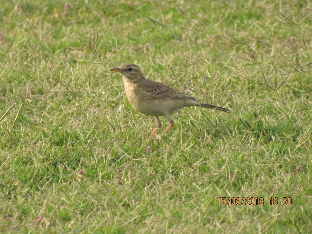 Paddyfield Pipit - Dhirendra Devrani