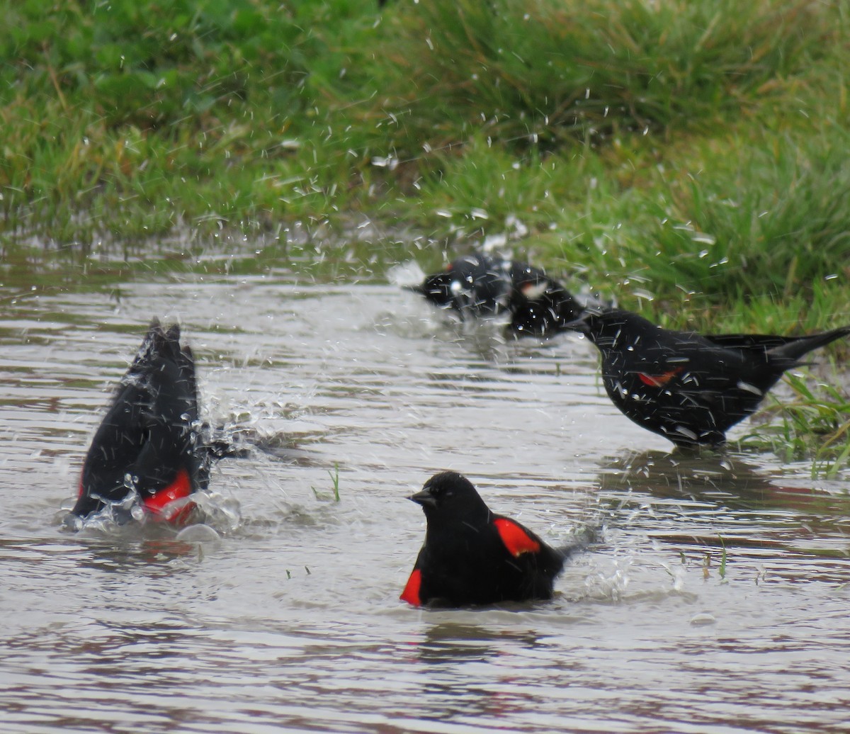 blackbird sp. - ML89931431