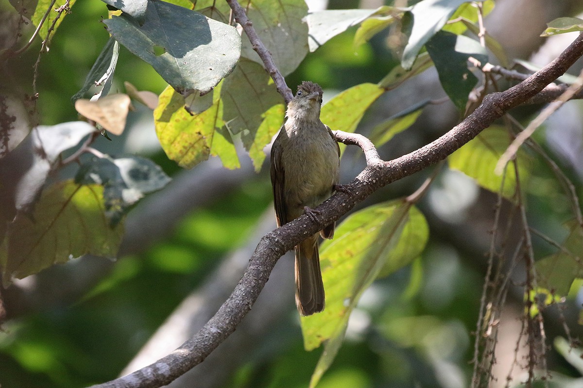 Olive Bulbul - ML89931861