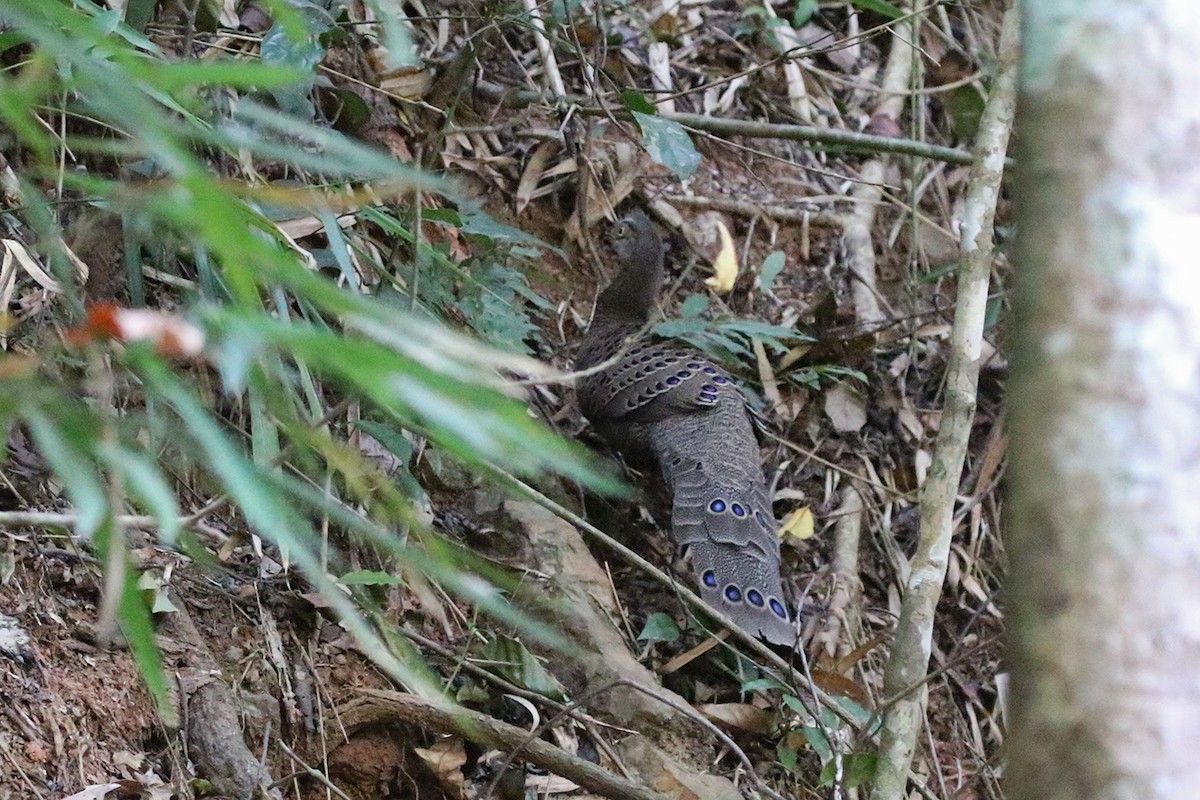 Gray Peacock-Pheasant - Charley Hesse TROPICAL BIRDING