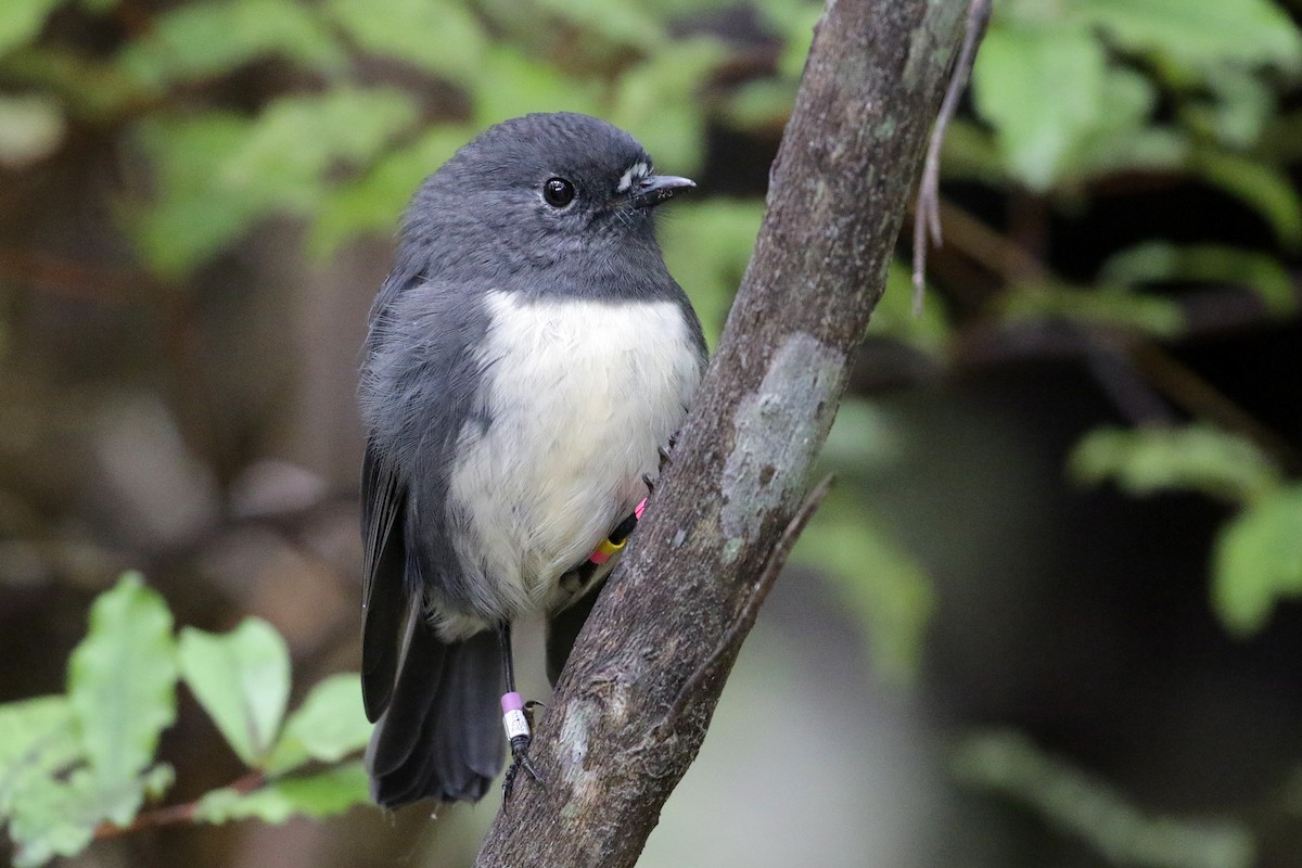 South Island Robin - Cameron Eckert