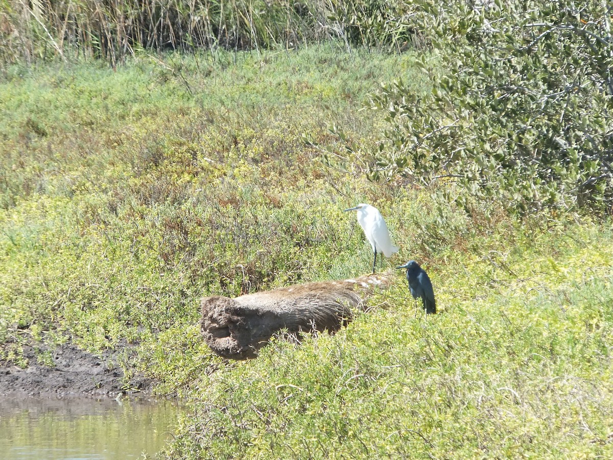 Little Blue Heron - ML89933221