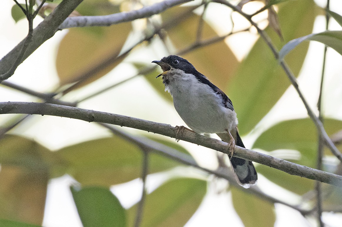 Rufous-backed Sibia - ML89933291