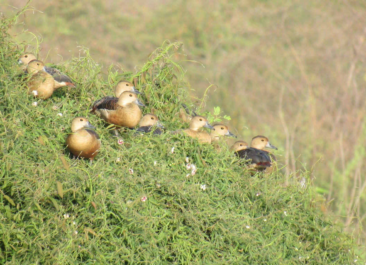 Lesser Whistling-Duck - ML89934671