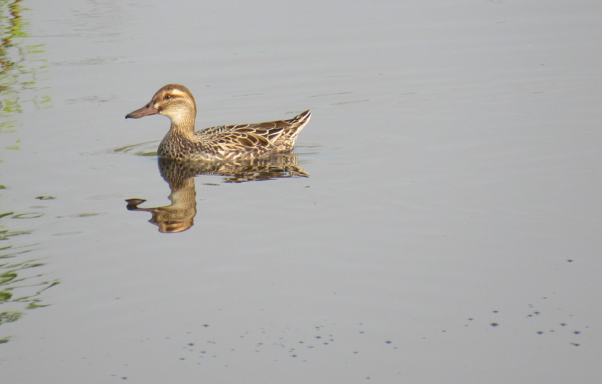 Garganey - ML89934711