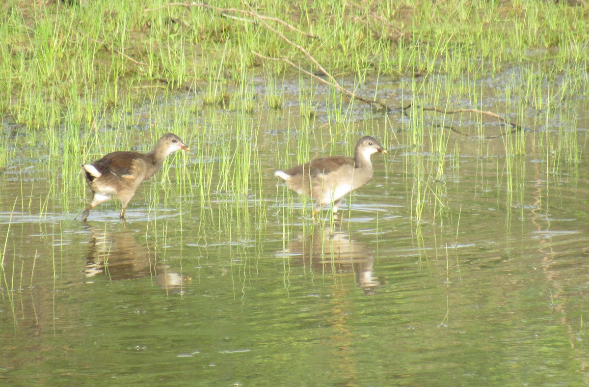 Eurasian Moorhen - ML89934811