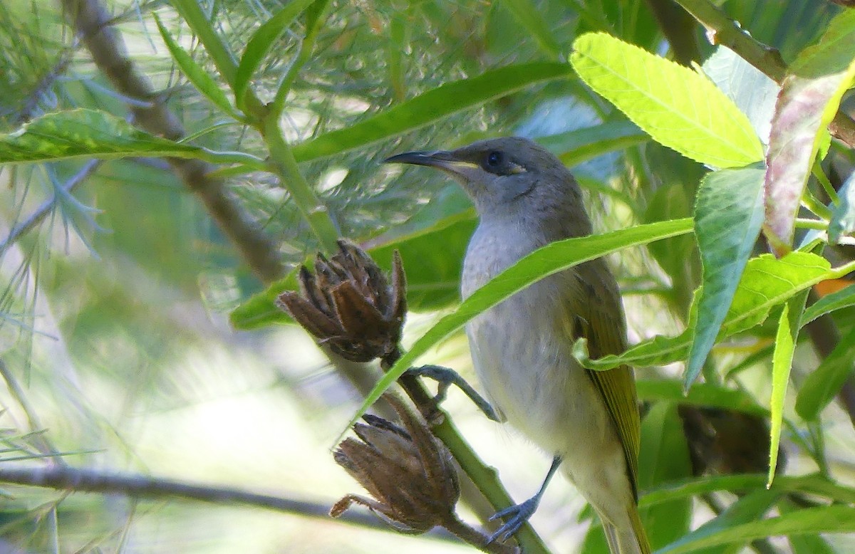 Brown Honeyeater - ML89934861