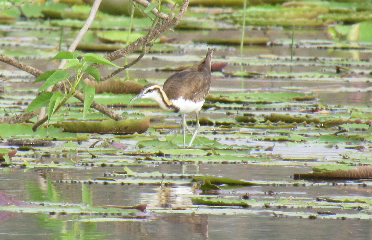 Pheasant-tailed Jacana - Kalaimani Ayuthavel