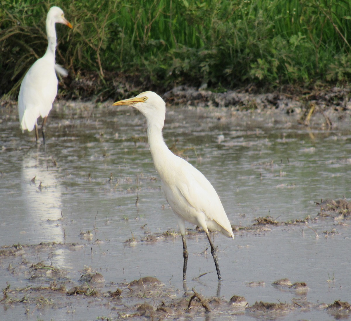 Eastern Cattle-Egret - ML89934901