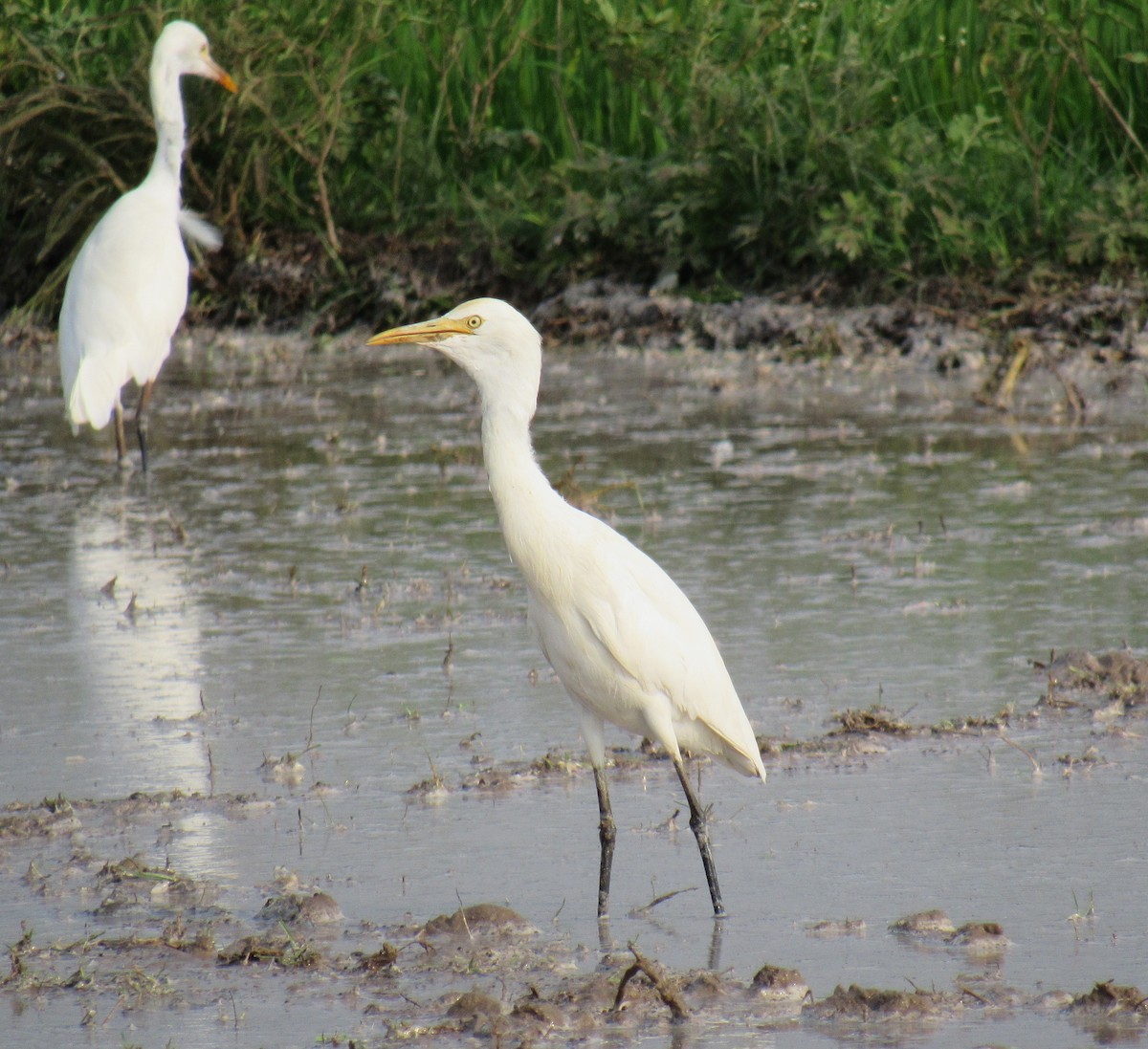 Eastern Cattle Egret - ML89934901