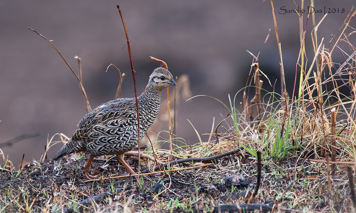 Black Francolin - ML89935161