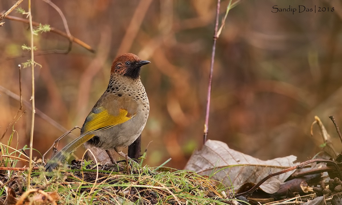 Garrulaxe à tête rousse - ML89935301