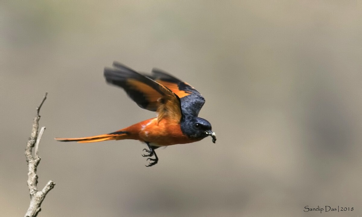 Long-tailed Minivet - Sandip Das