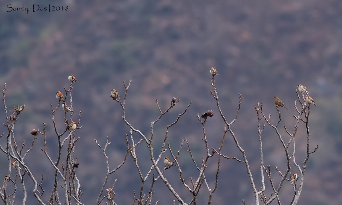 Dark-breasted Rosefinch - ML89935651