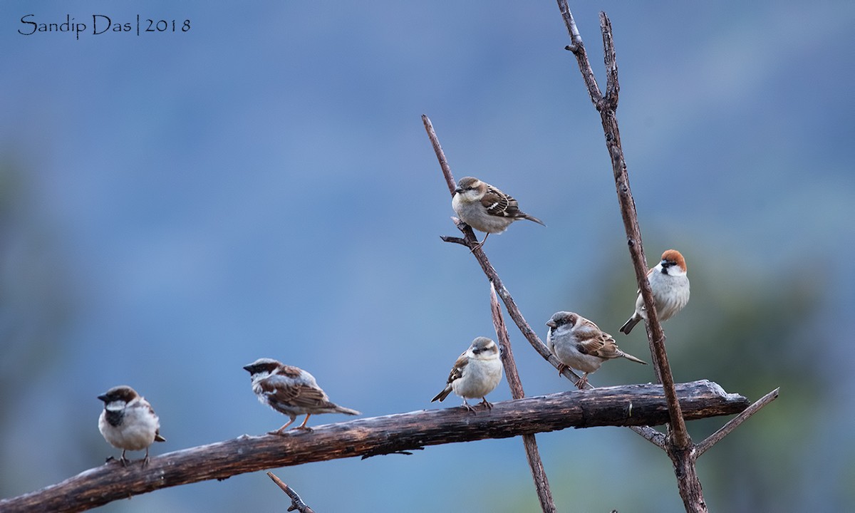 House Sparrow - ML89935701