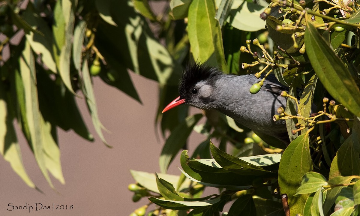 Bulbul Negro - ML89935871