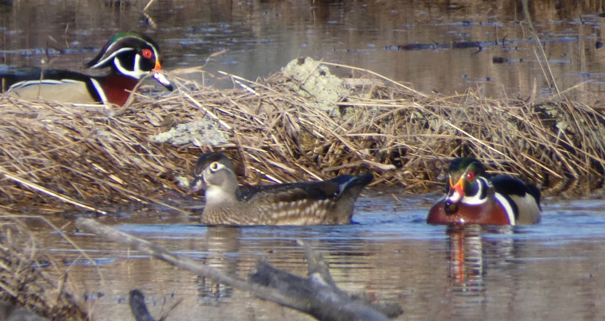 Wood Duck - Mary  McMahon