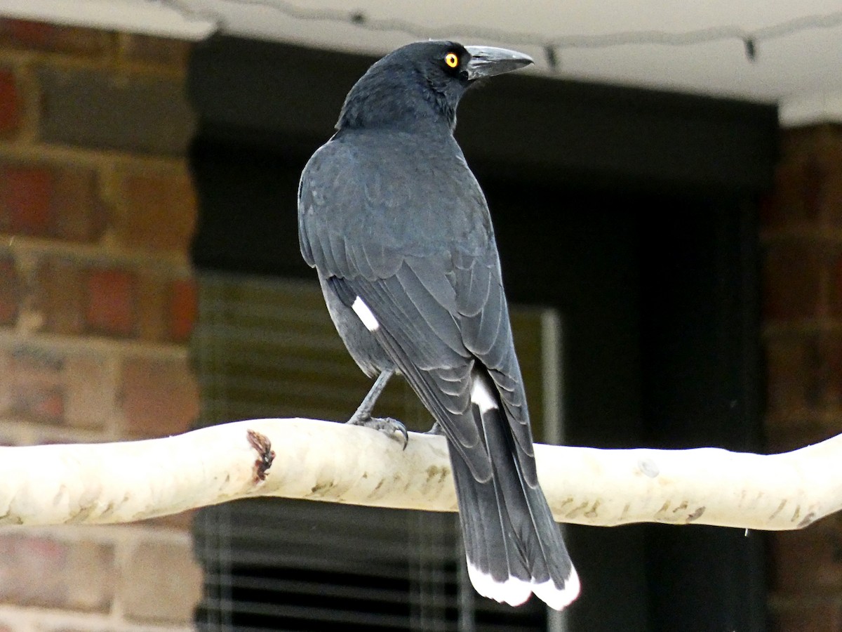 Pied Currawong - ML89937851
