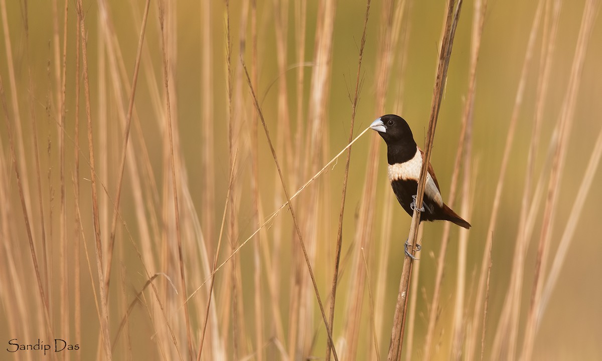 Tricolored Munia - Sandip Das