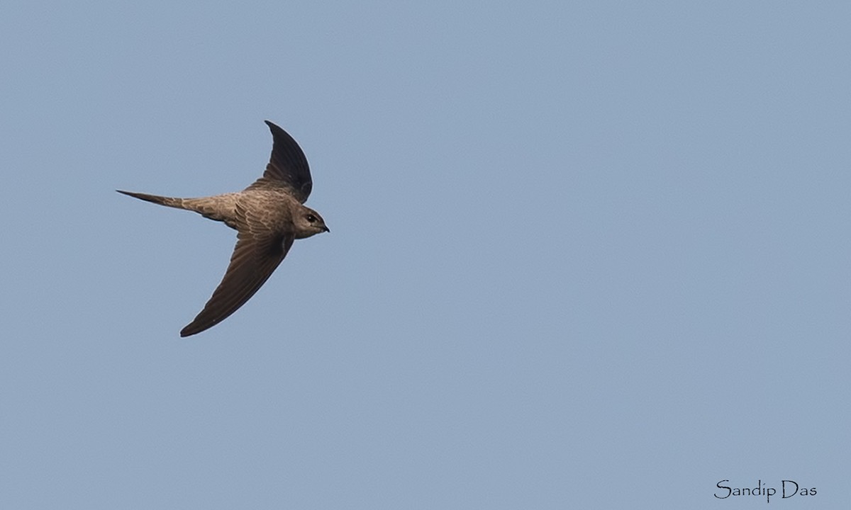 Asian Palm Swift - Sandip Das