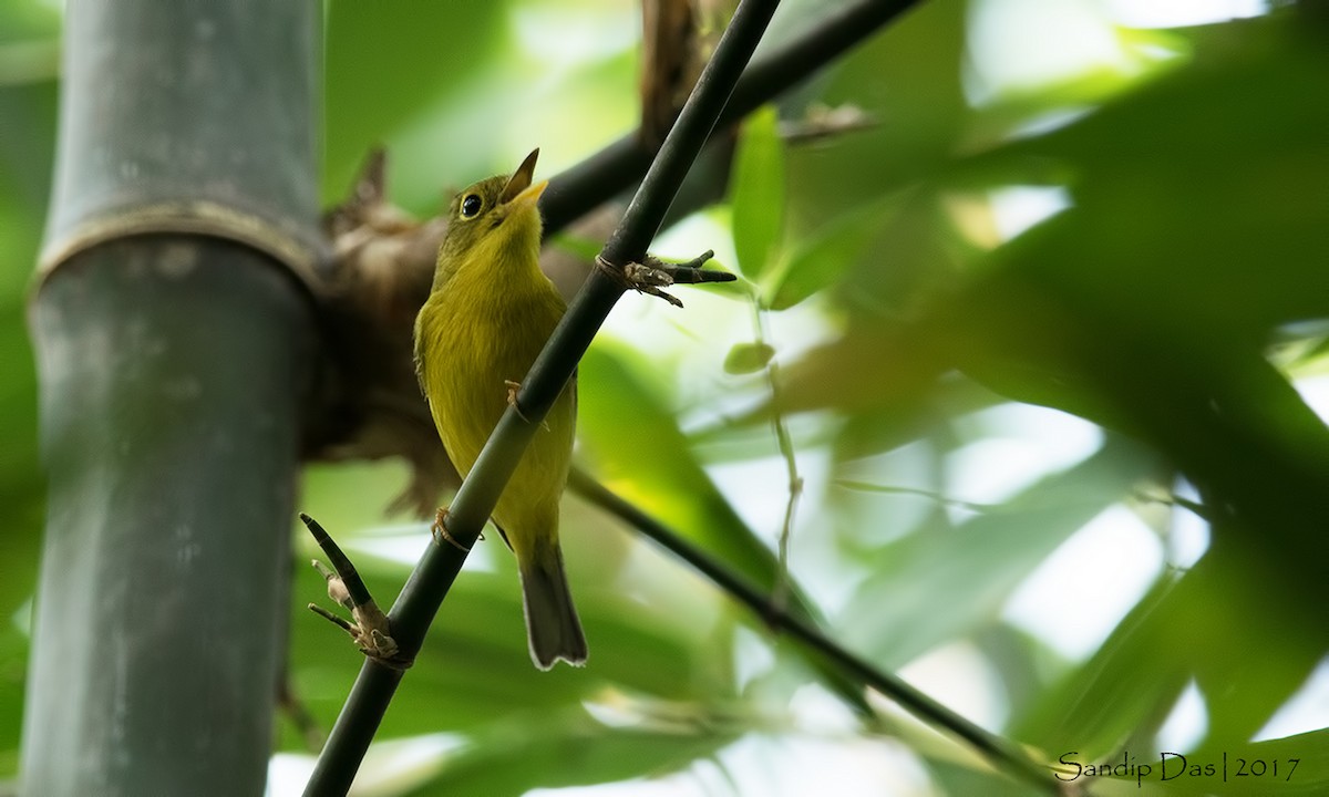 Mosquitero de Burke - ML89938521