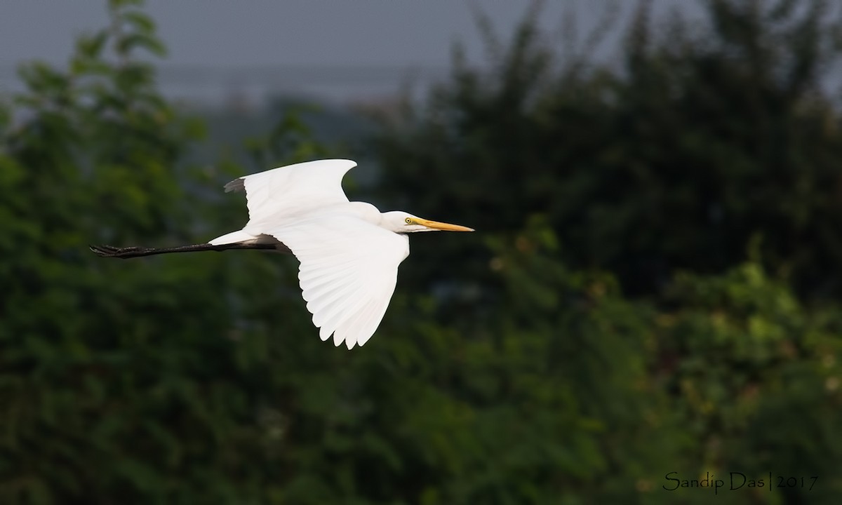 Grande Aigrette - ML89938721