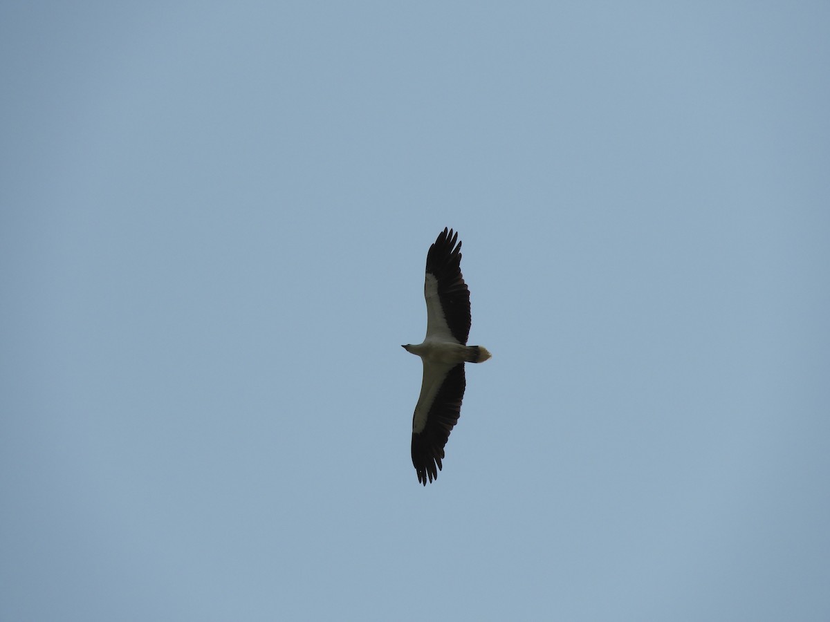 White-bellied Sea-Eagle - ML89938831