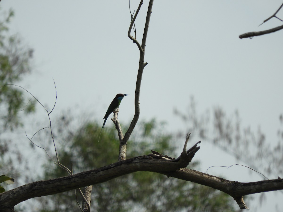 Blue-throated Bee-eater - ML89938861