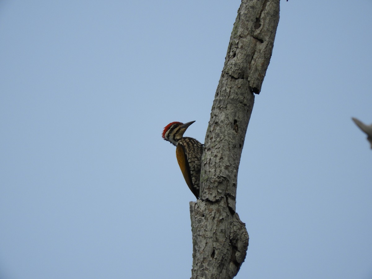 Common Flameback - ML89938891