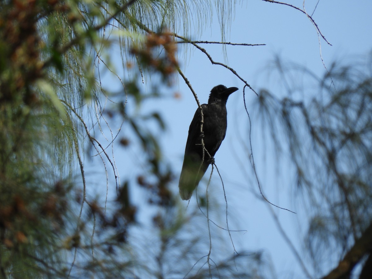 Large-billed Crow - ML89938901