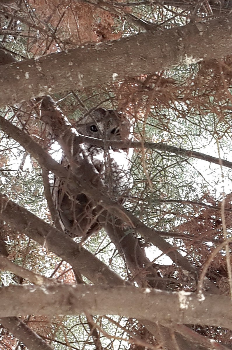 Tawny Owl - ML89940241