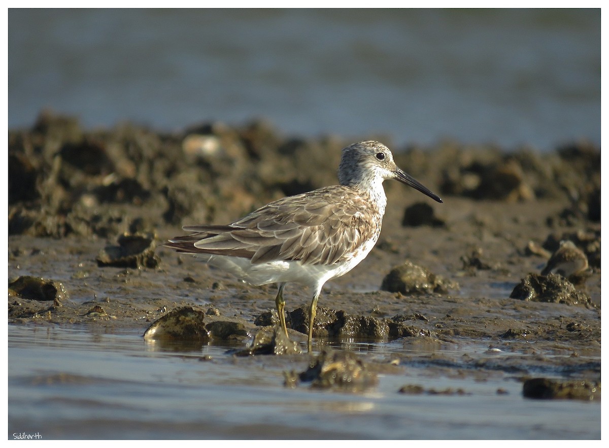 Great Knot - ML89940591