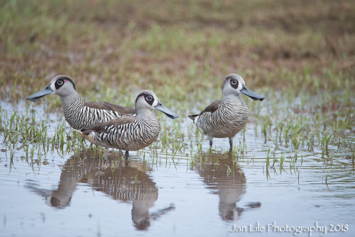 Pink-eared Duck - ML89940641