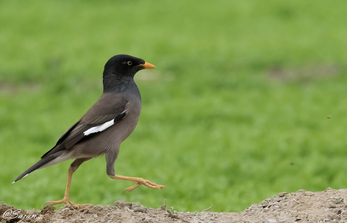 Jungle Myna - ML89941641