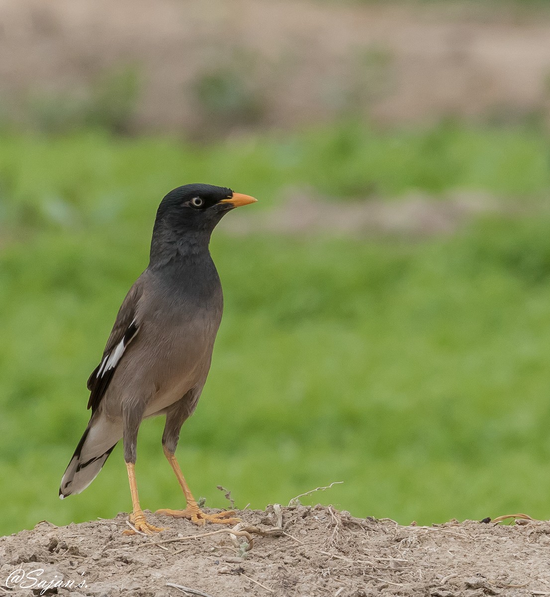 Jungle Myna - ML89941721