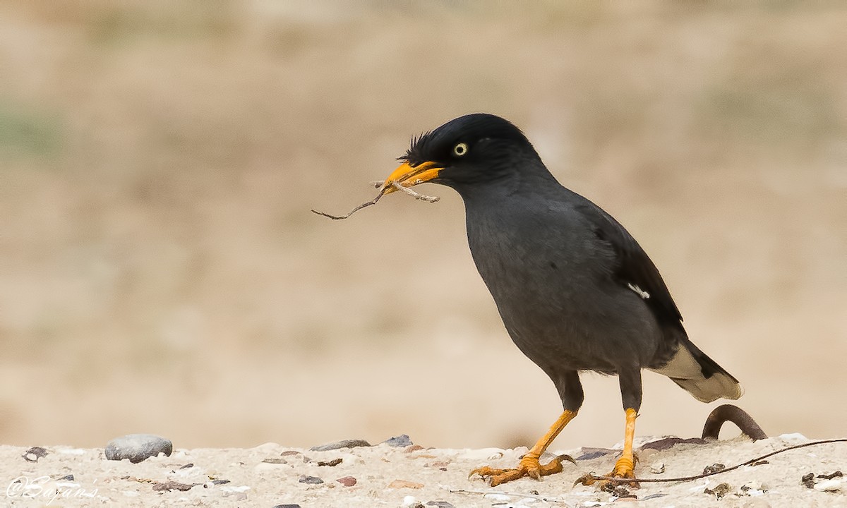 Javan Myna - Sajan Raju