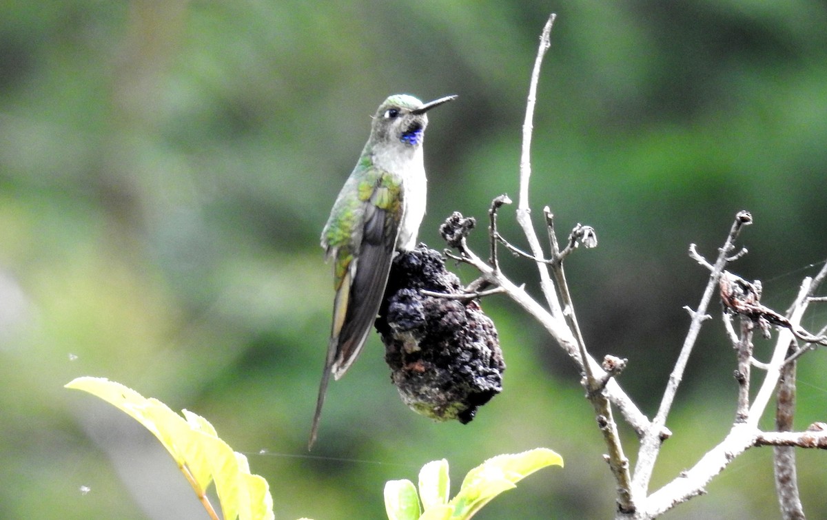 Colibri comète - ML89942191