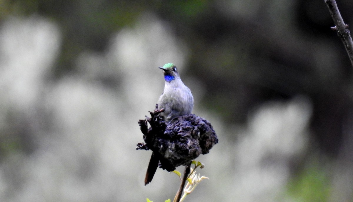 Gray-bellied Comet - Fernando Angulo - CORBIDI