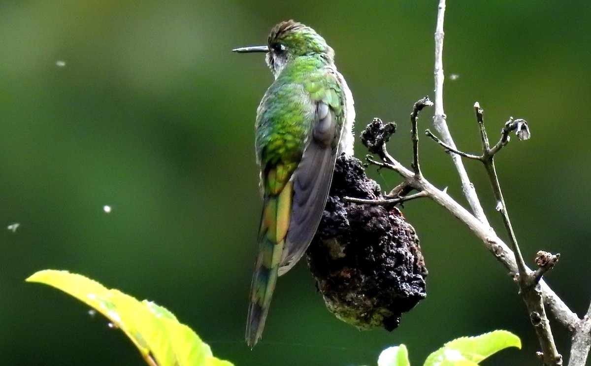 Gray-bellied Comet - ML89942231