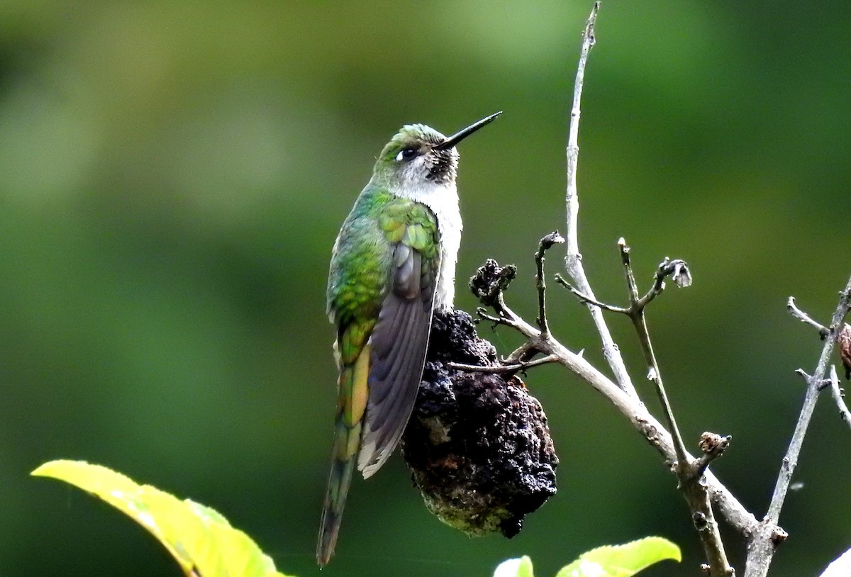 Gray-bellied Comet - ML89942251