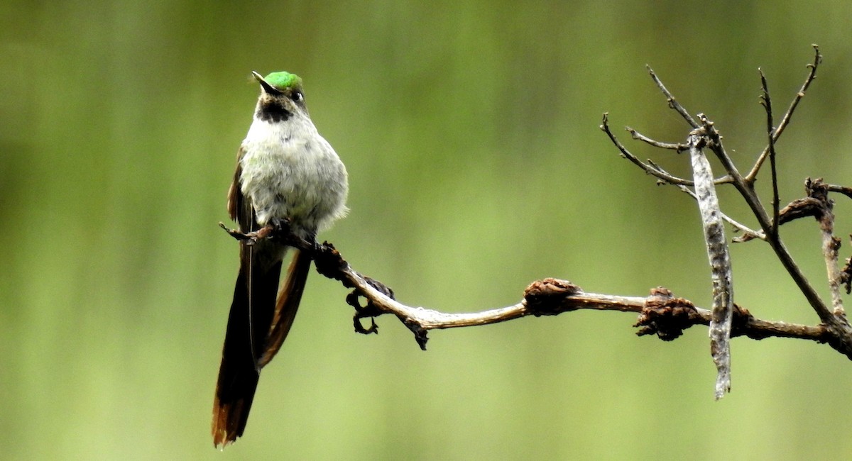 Gray-bellied Comet - ML89942291