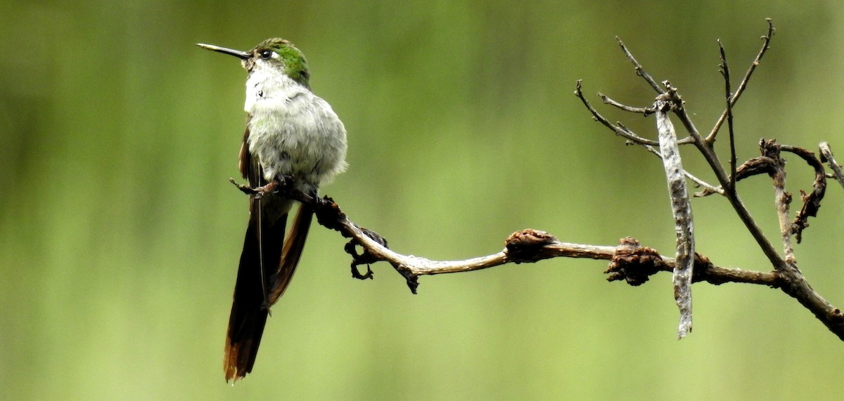 Colibri comète - ML89942341