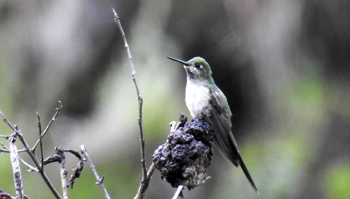 Gray-bellied Comet - ML89942371