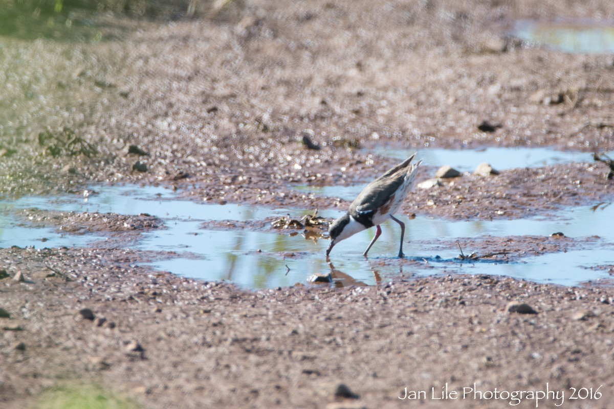 Red-kneed Dotterel - ML89942381