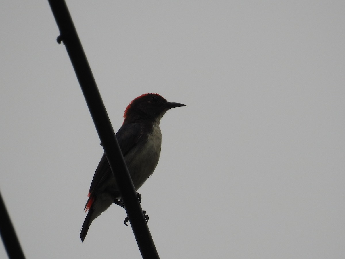 Scarlet-backed Flowerpecker - Yoshio Akasaka