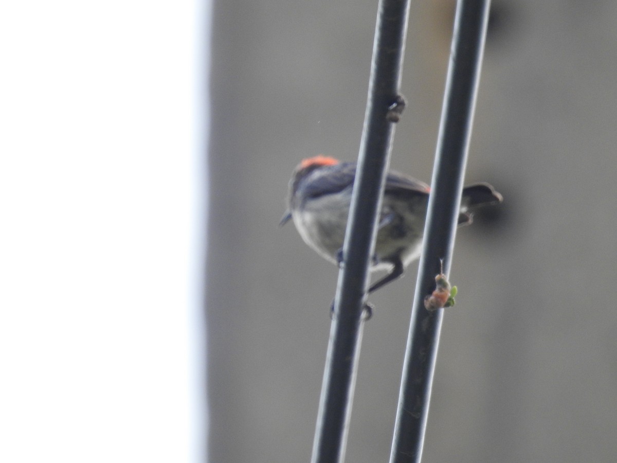 Scarlet-backed Flowerpecker - Yoshio Akasaka