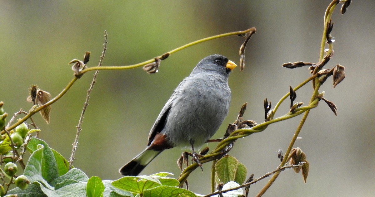 Band-tailed Seedeater - Fernando Angulo - CORBIDI