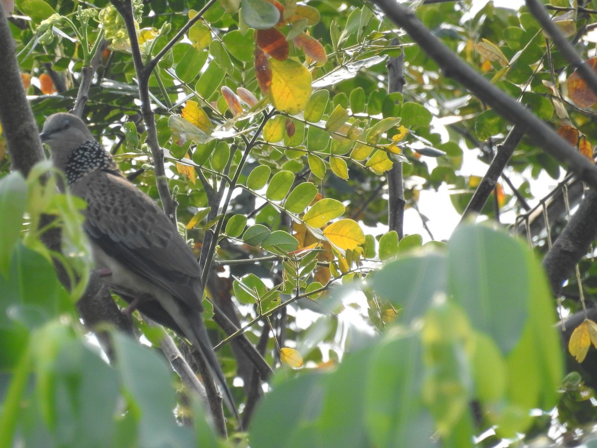 珠頸斑鳩 - ML89942581