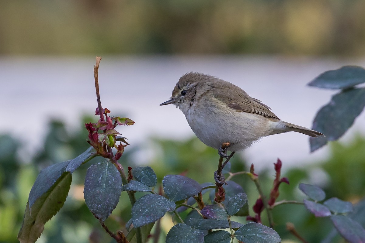 Plain Leaf Warbler - Dorna Mojab